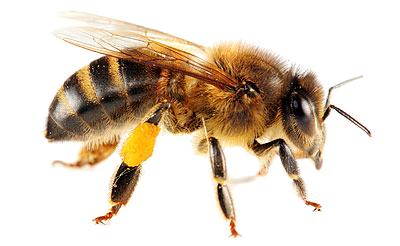 Včela obecná